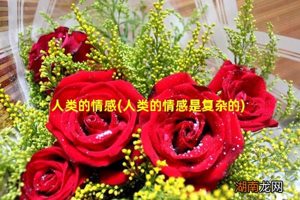人类的情感是复杂的 人类的情感