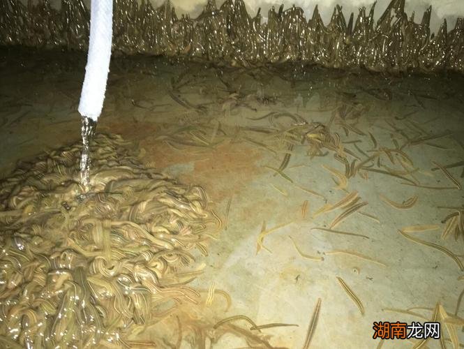 养殖水蛭一亩的利润与投资 水蛭养殖最大的困难