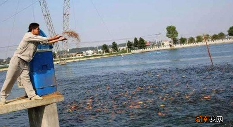 高密度养鱼一立方米养多少鱼 高密度养鱼赚钱吗