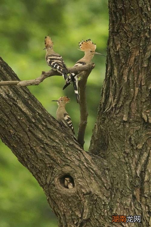 看见戴胜鸟预示着什么兆头
