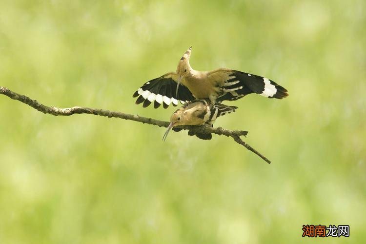 看见戴胜鸟预示着什么兆头