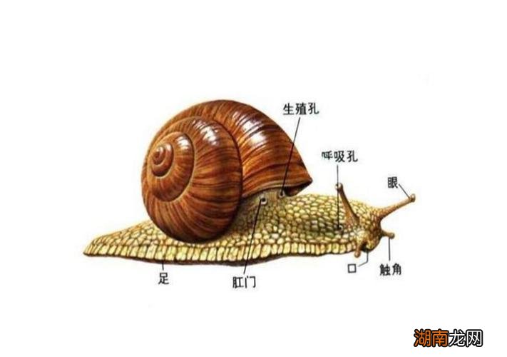 详细讲解 蜗牛的特点和生活特征有什么关系