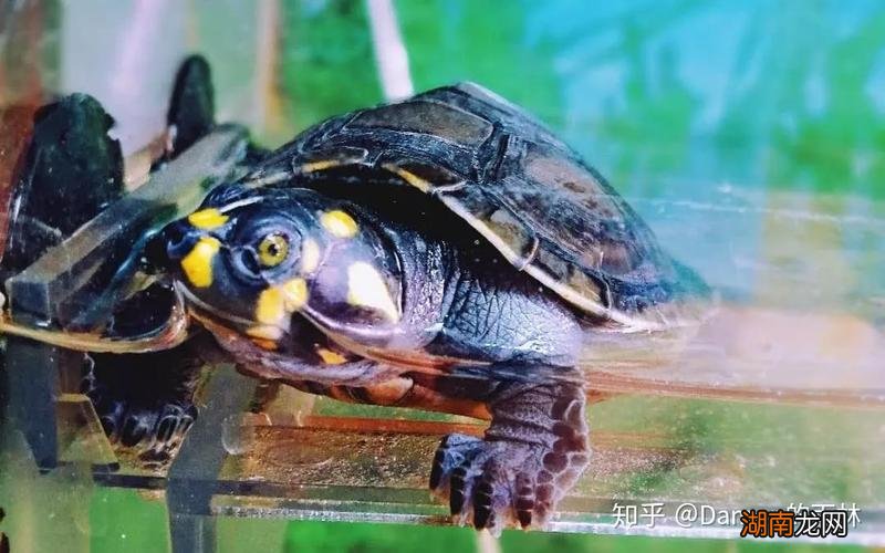 黄头龟一直养在水里会淹死吗