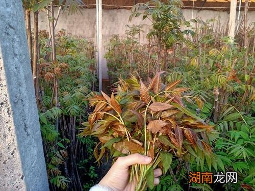 种植一亩大棚香椿要多少成本和利润