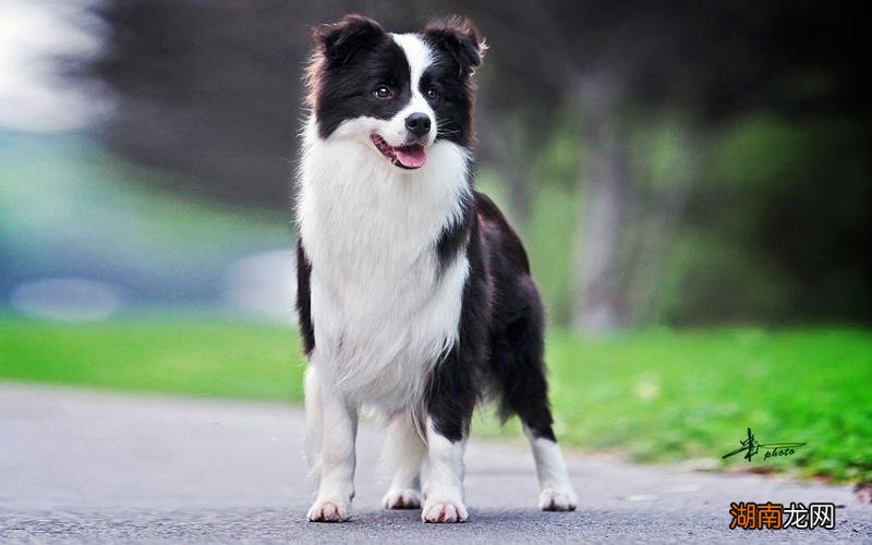 边牧小狗多少钱一只幼犬