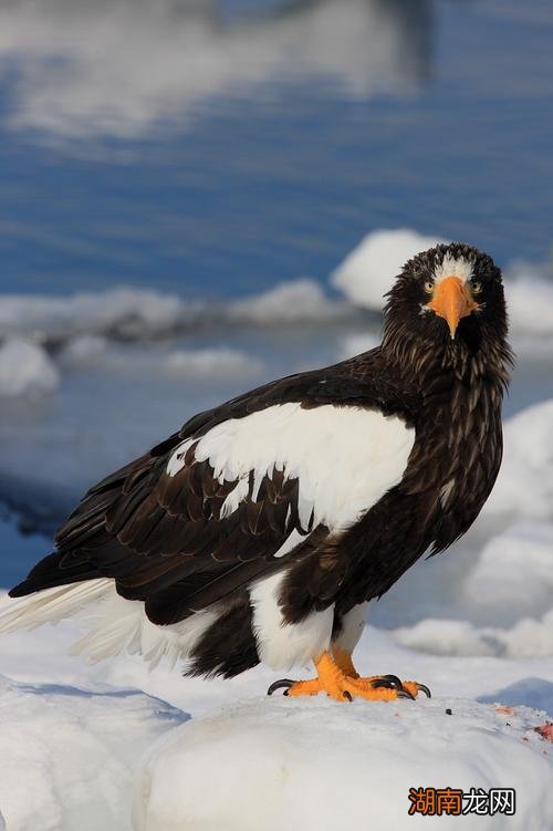 雕是几级保护动物