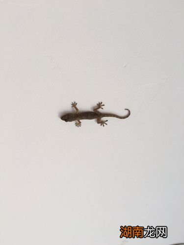 家里有壁虎怎么处理掉