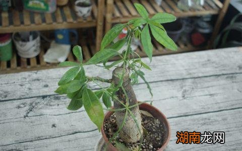 发财树冻死了春天还能发芽吗