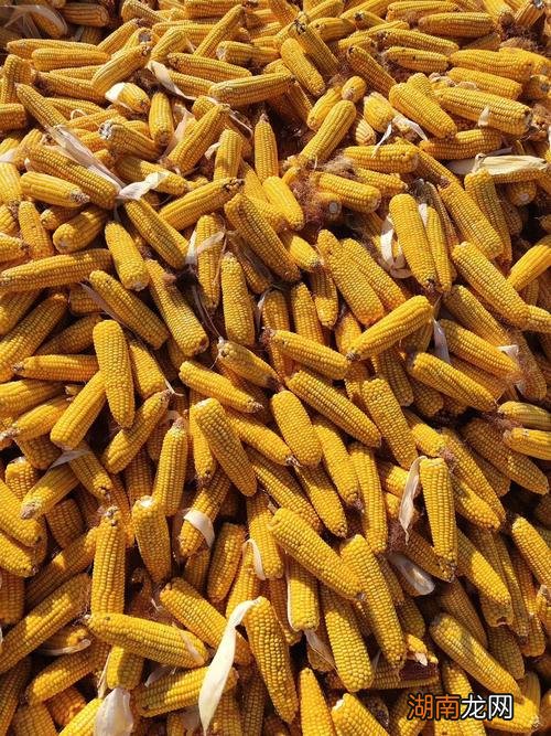 包谷种子哪个牌子好