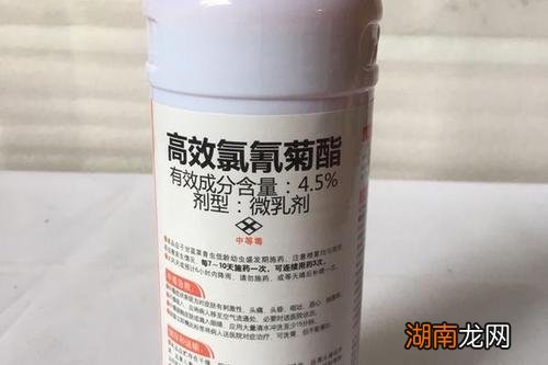 地下害虫用什么药最好