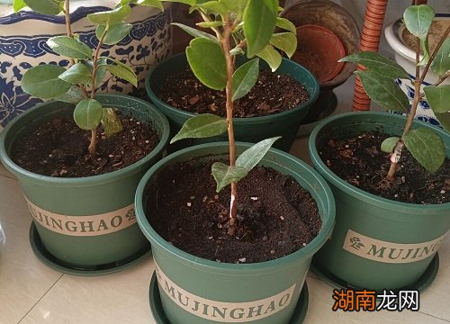 塑料花盆种花好不好