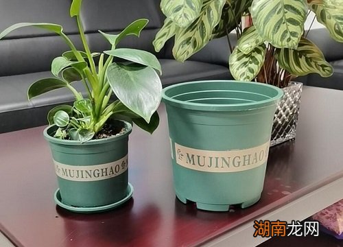 塑料花盆种花好不好