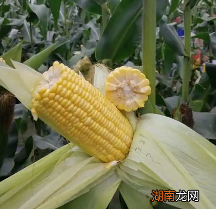 玉米品种推荐 最好的玉米种子排行榜