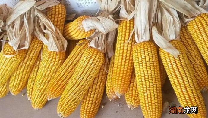 玉米品种推荐 最好的玉米种子排行榜