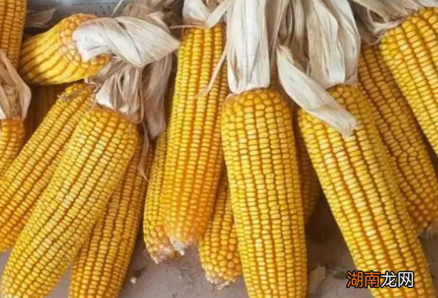 创玉806玉米品种介绍