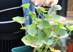 天竺葵秋天怎么修剪枝叶枝叶