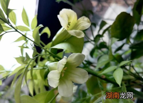 幸福树叶子一碰就掉,叶子发干怎么办