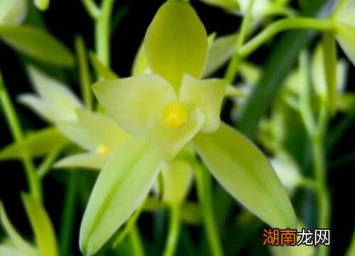 兰花叶子发黄干枯是什么原因