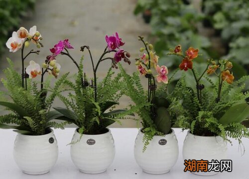 兰花叶子发黄干枯是什么原因