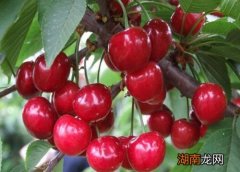 车厘子有哪些品种名称