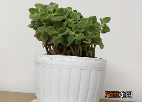 放在家里什么位置好 碰碰香摆放禁忌