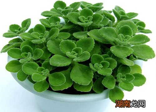 放在家里什么位置好 碰碰香摆放禁忌