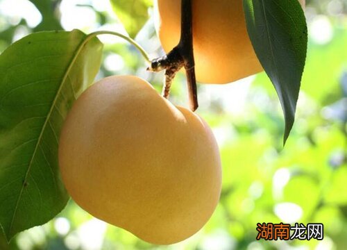 秋月梨树修剪管理技术与要点 秋月梨树怎样修剪