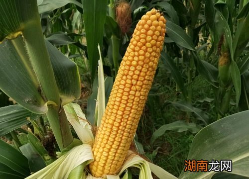 如何剥玉米粒比较快一点