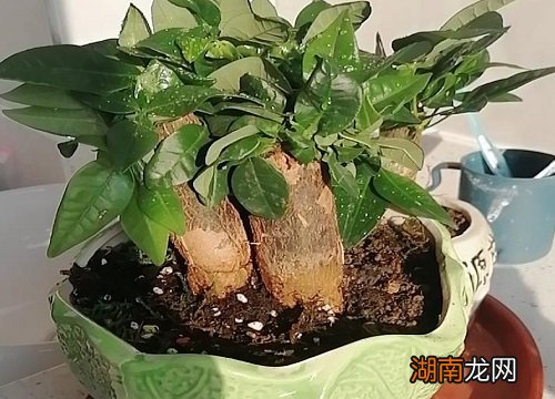 盆栽发财树怎么养才能更旺盛