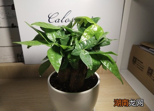盆栽发财树怎么养才能更旺盛