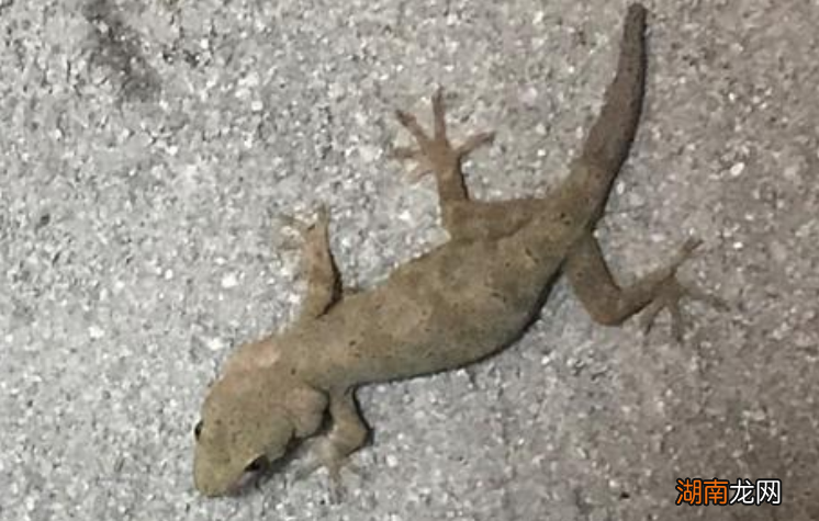 很小的壁虎能在家里产卵吗 壁虎会在家里做窝繁殖吗