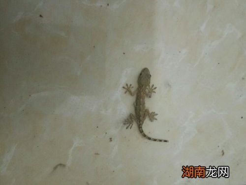 很小的壁虎能在家里产卵吗 壁虎会在家里做窝繁殖吗