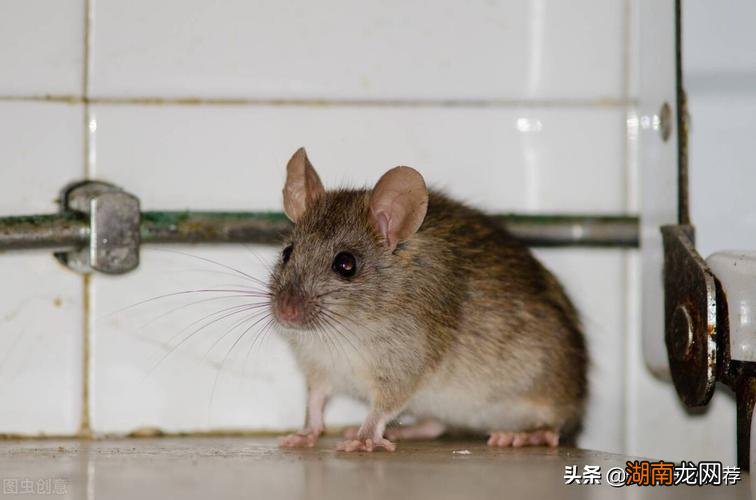 老鼠讨厌什么气味东西