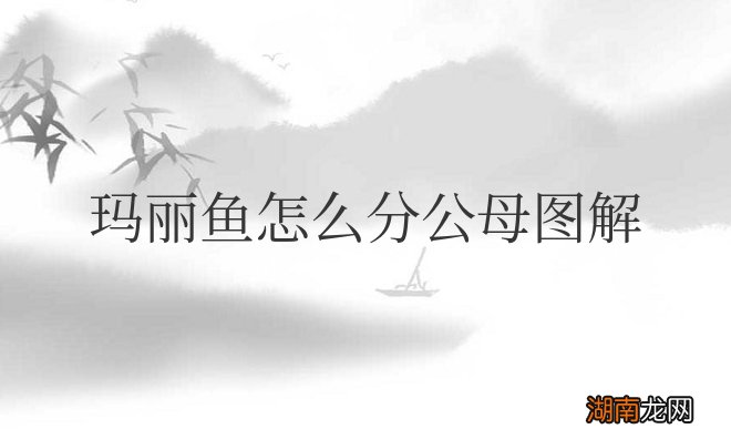 玛丽鱼怎么分公母图解