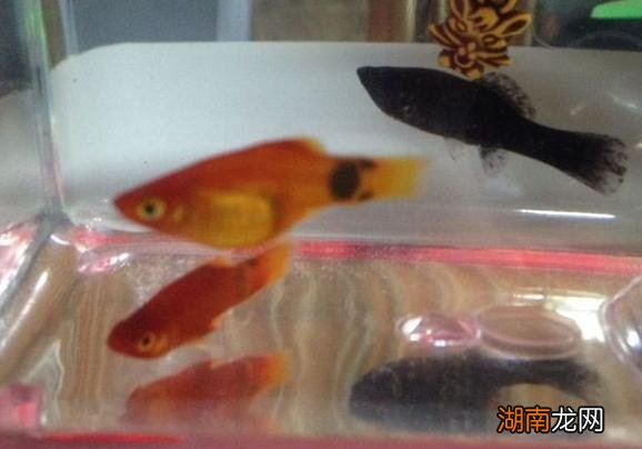 玛丽鱼怎么分公母图解