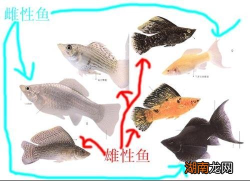 玛丽鱼怎么分公母图解