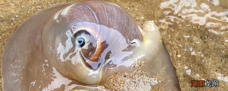 猫眼螺煮多久才熟 猫眼螺煮多久