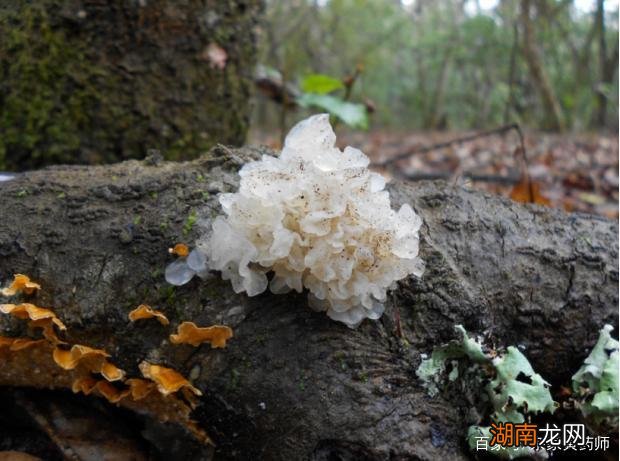 野生银耳是什么样子图片 银耳是怎么生长出来的