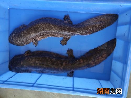 娃娃鱼吃什么饲料长得快一点