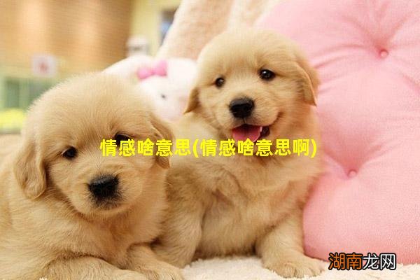 情感啥意思啊 情感啥意思