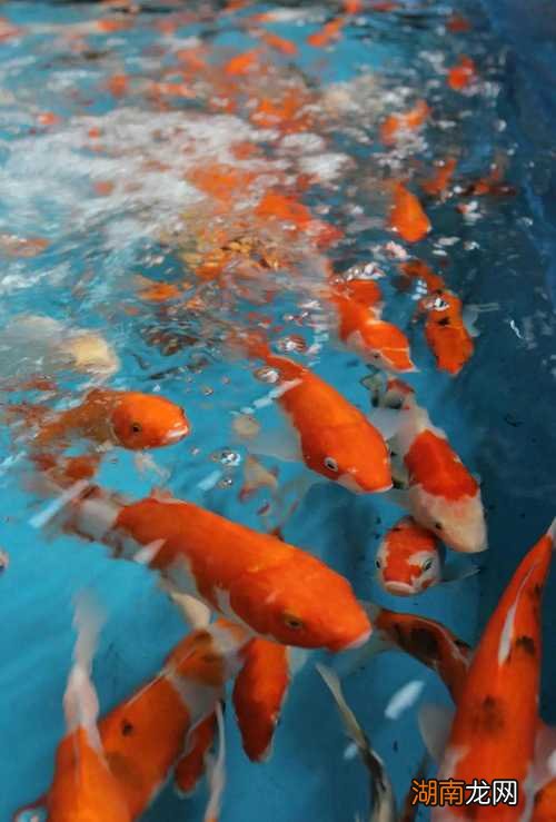 为什么一般人养不了九条锦鲤