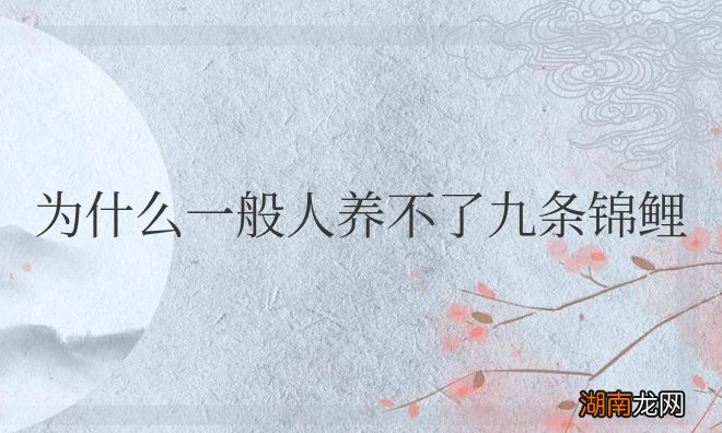 为什么一般人养不了九条锦鲤