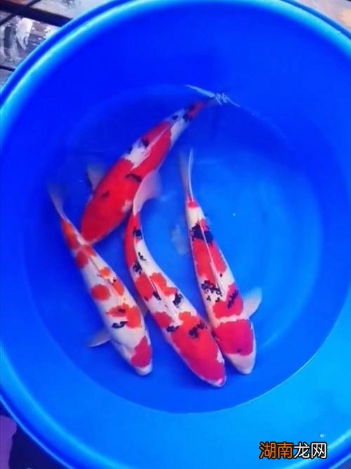 为什么一般人养不了九条锦鲤