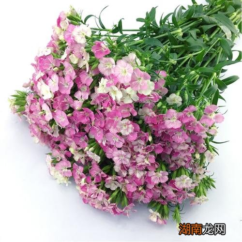 相思梅代表什么象征意义 相思梅的花语寓意是什么