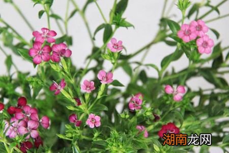 相思梅代表什么象征意义 相思梅的花语寓意是什么