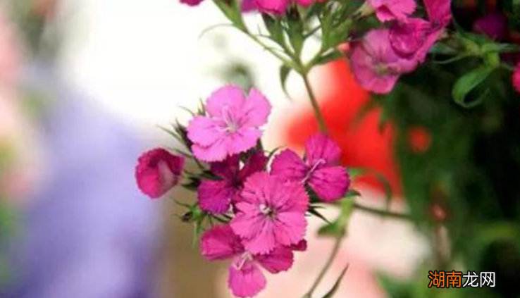 相思梅代表什么象征意义 相思梅的花语寓意是什么