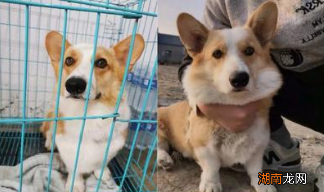 狗丢了如何快速找回 狗狗走丢最迟多久会自己回来