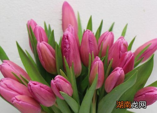 世界上最贵的花是什么花