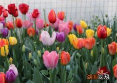 世界上最贵的花是什么花