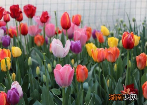 世界上最贵的花是什么花